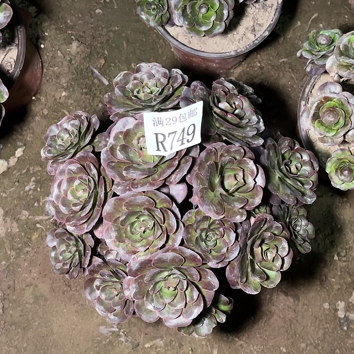 749魅金玫瑰多肉植物   