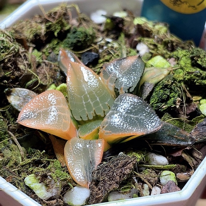 516冰河錦特選福利