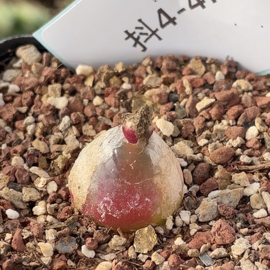 4-47灯泡多肉植物