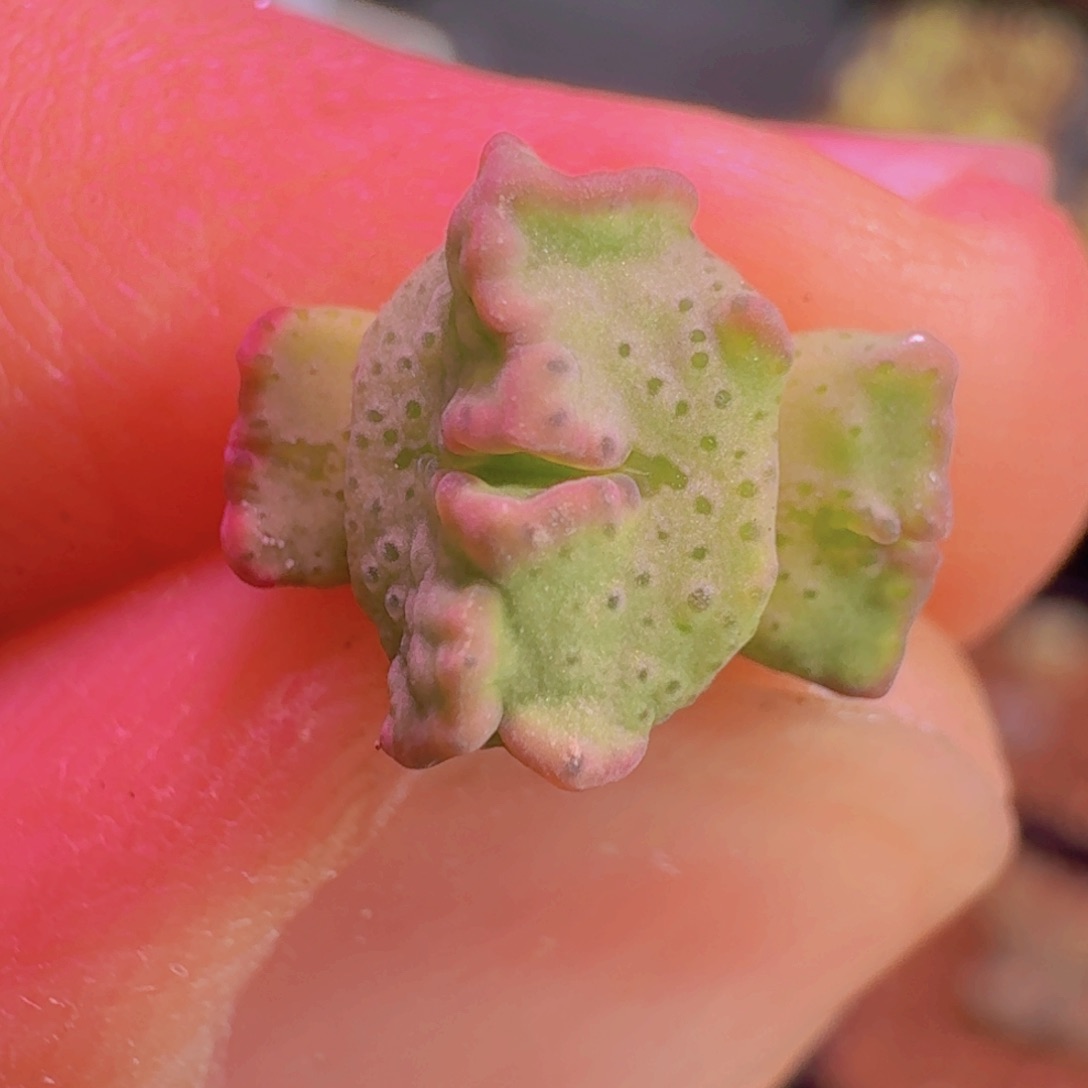 云缦精品番杏5.33