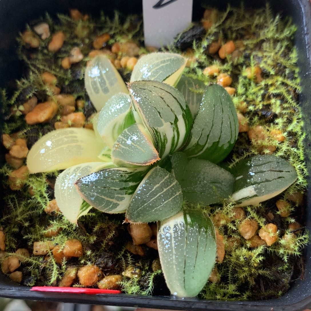 2号寿锦一物一拍