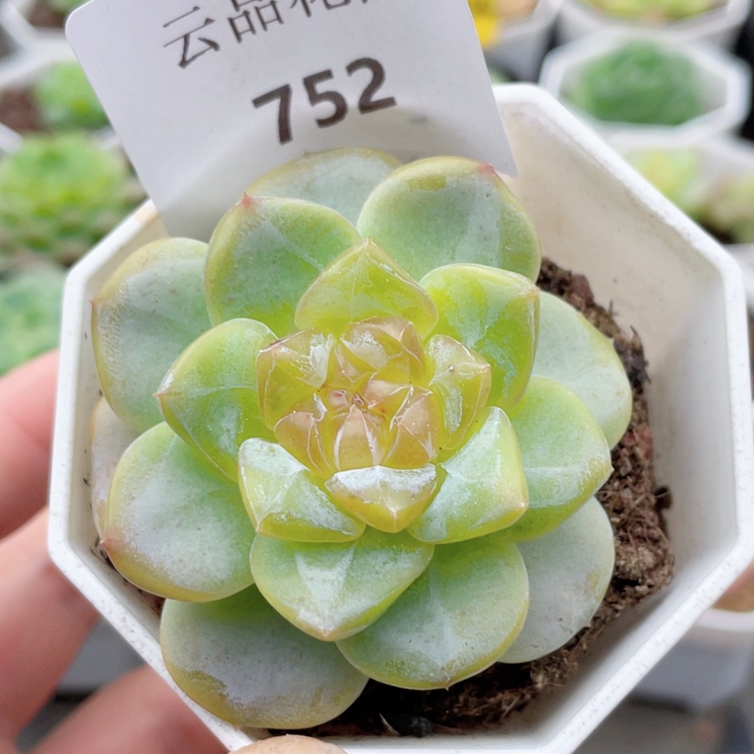752号糖心冰心珍妮