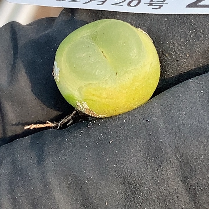 桃喜花园0220-2拉登开播福利