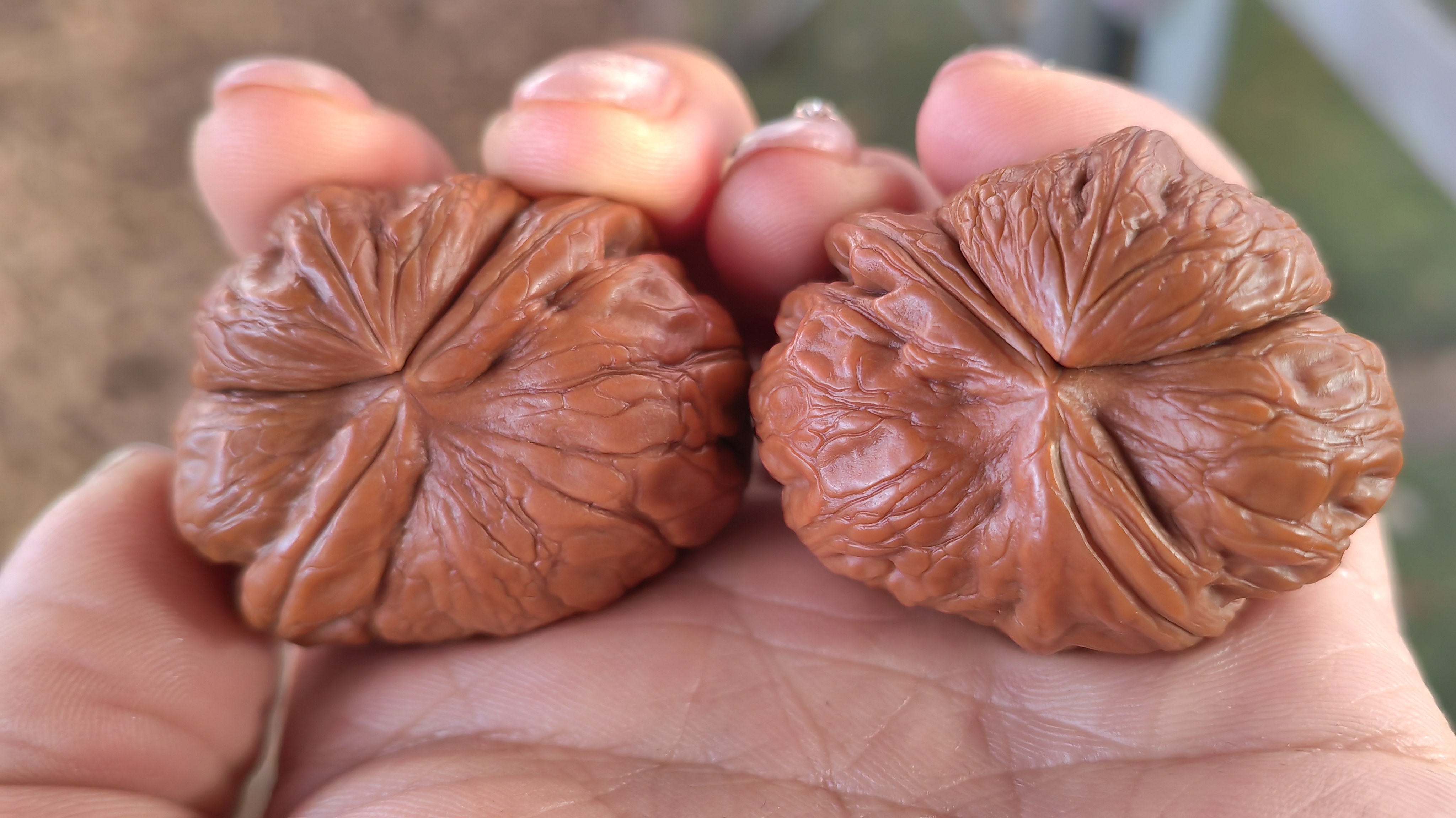 元宝牛角，喜欢的可以下手，尺寸不小