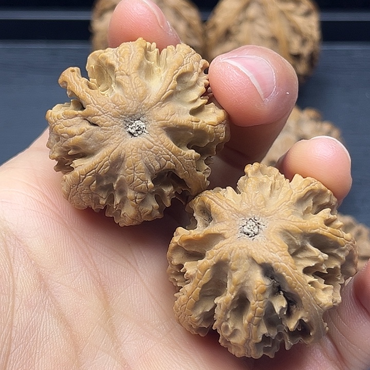 木质类秦岭突突突突突突突