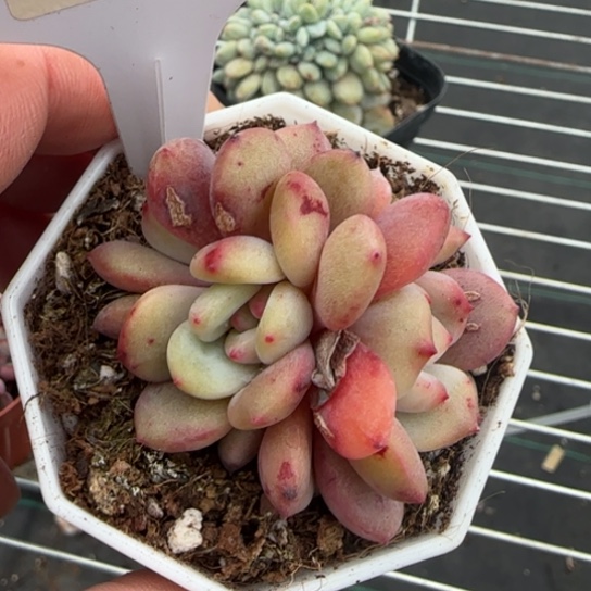 70 一物一拍多肉