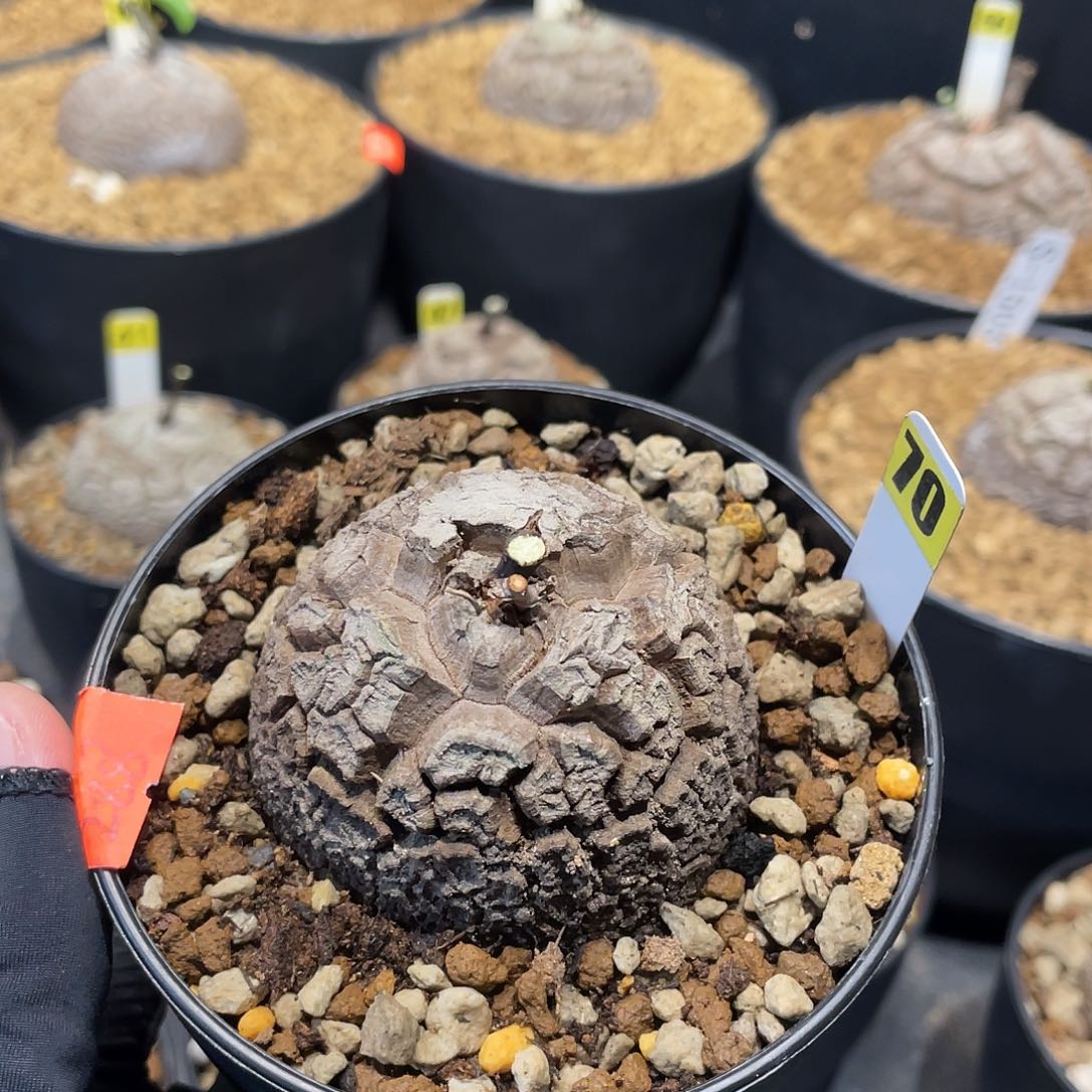 70号龟甲龙不退不换