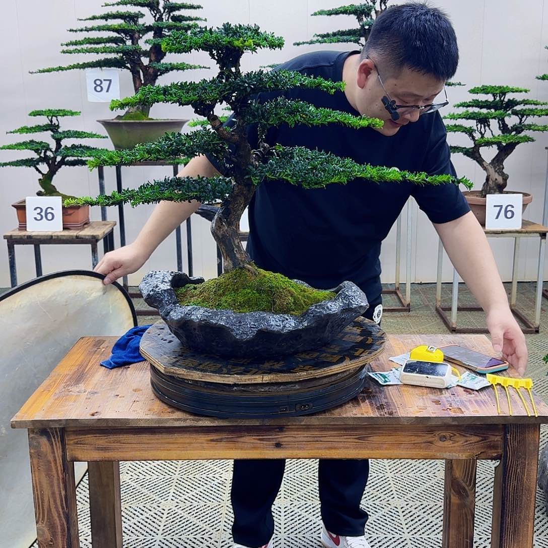 无花朵珍珠罗汉松造型盆景