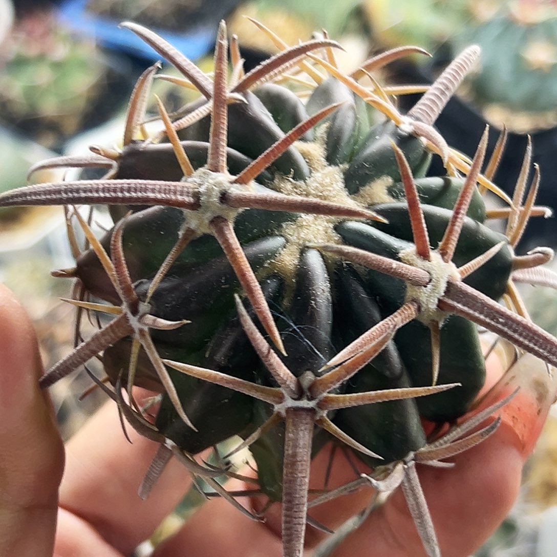 武藏杂有根仙人球66666666