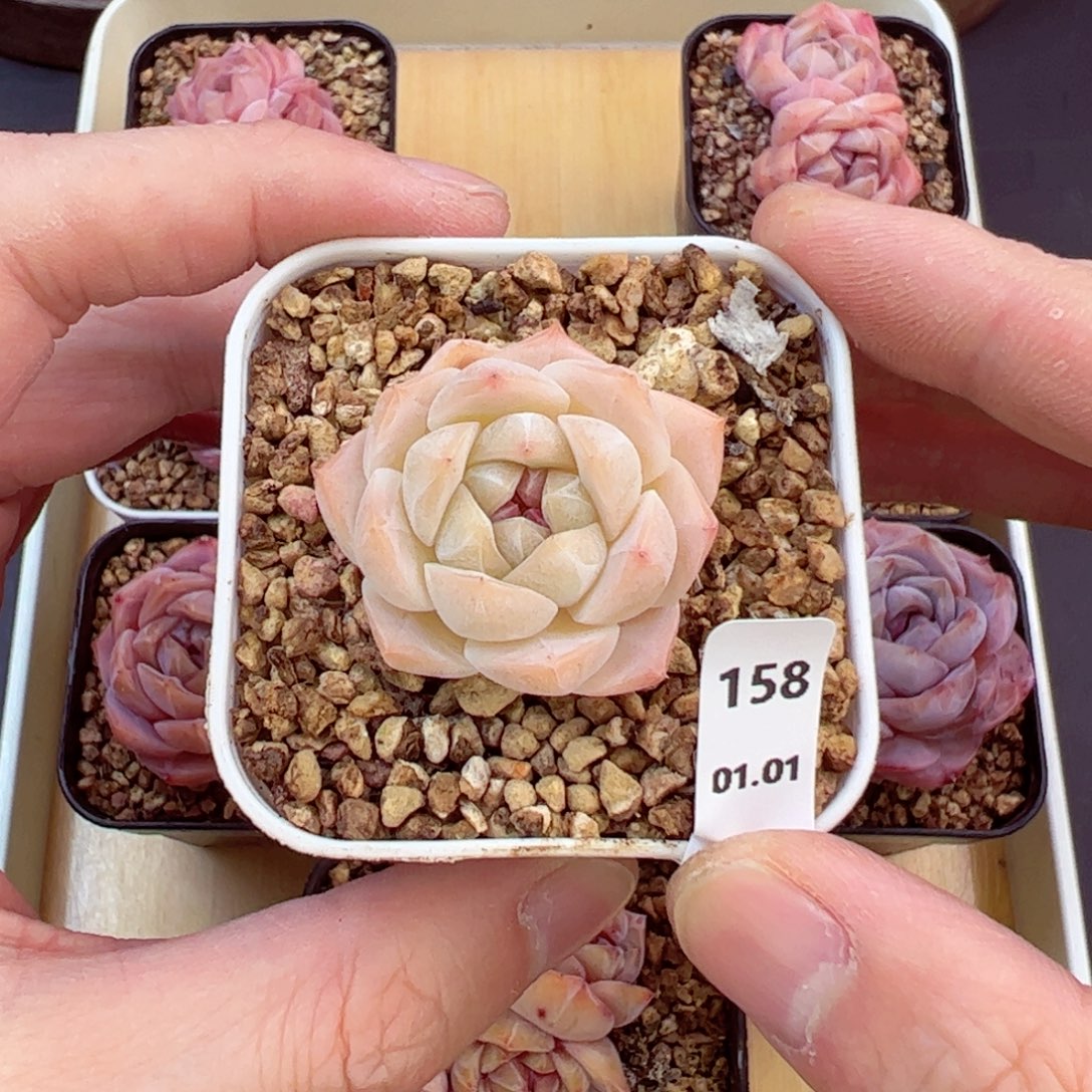 好好看158、哈哈哈哈