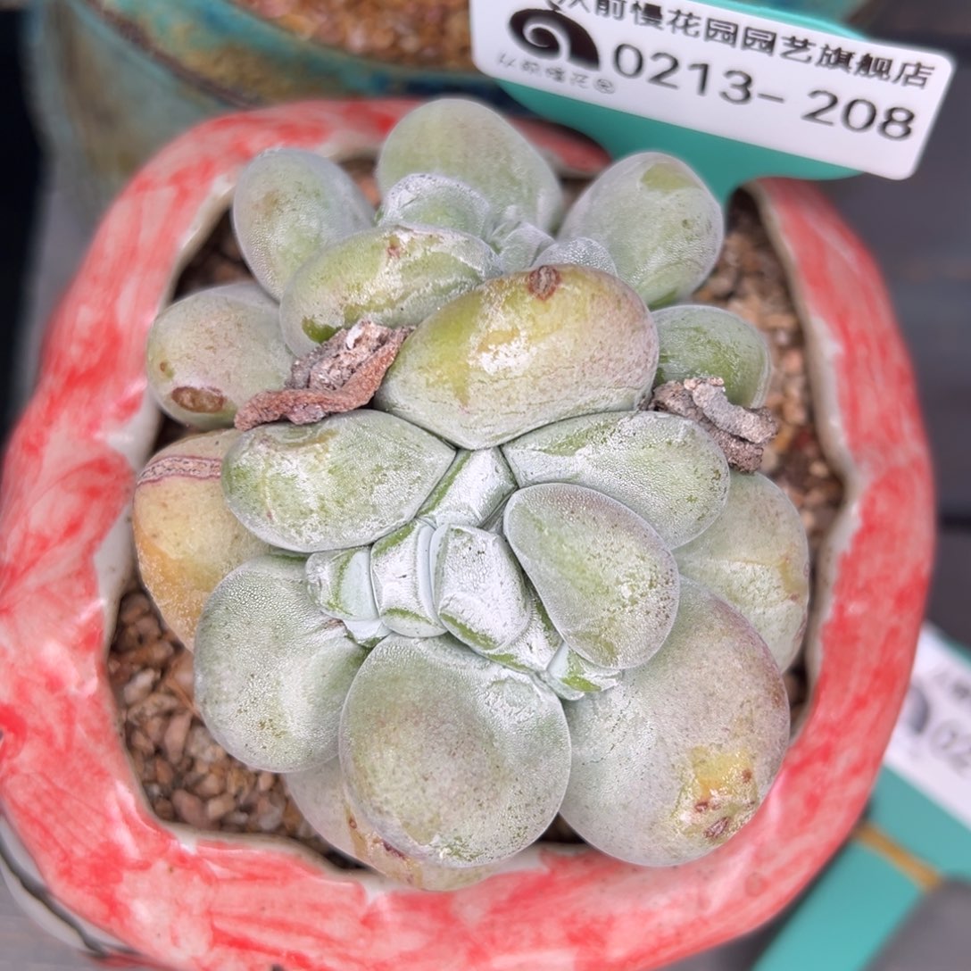 从前慢多肉精选编号0213.208