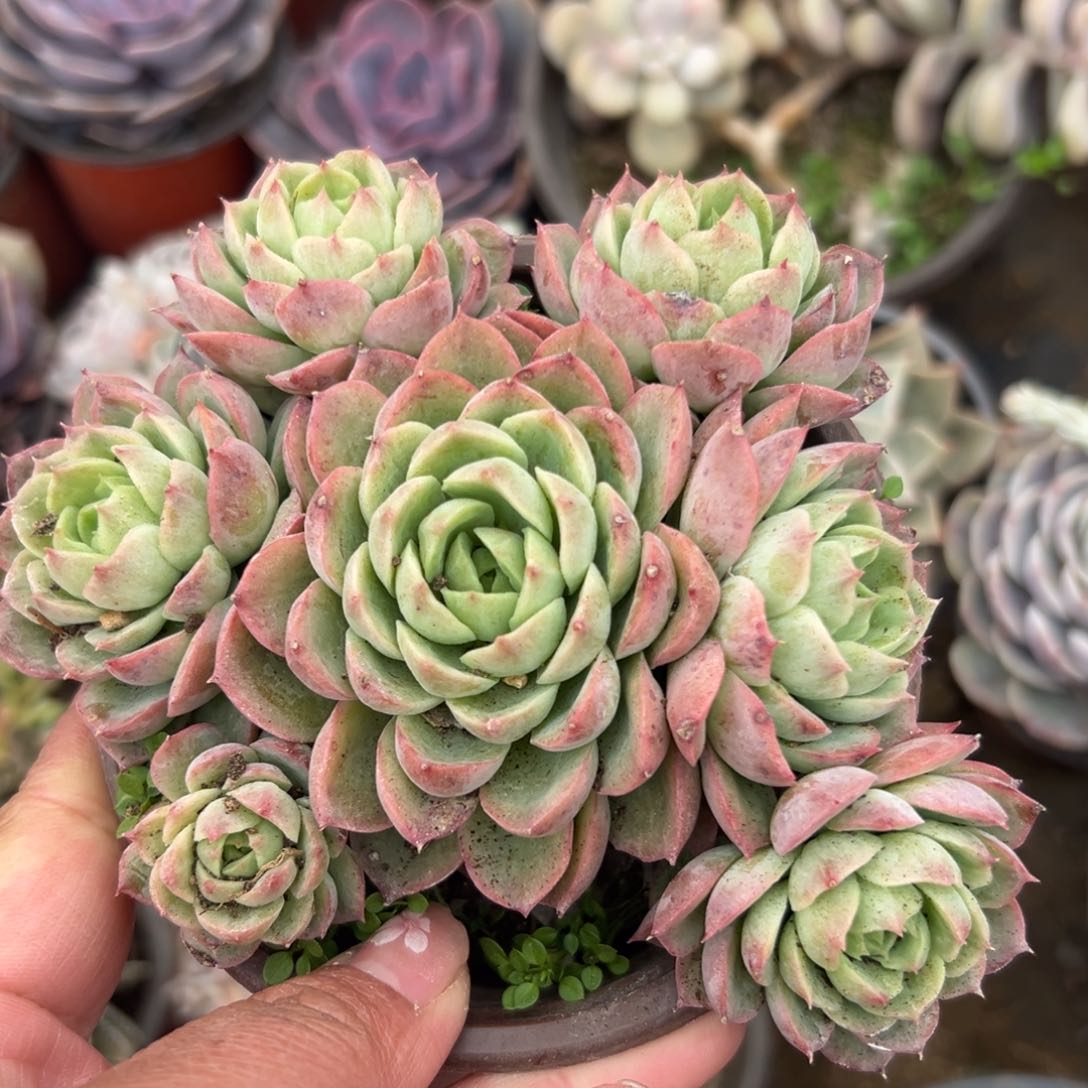 多肉植物多肉植物