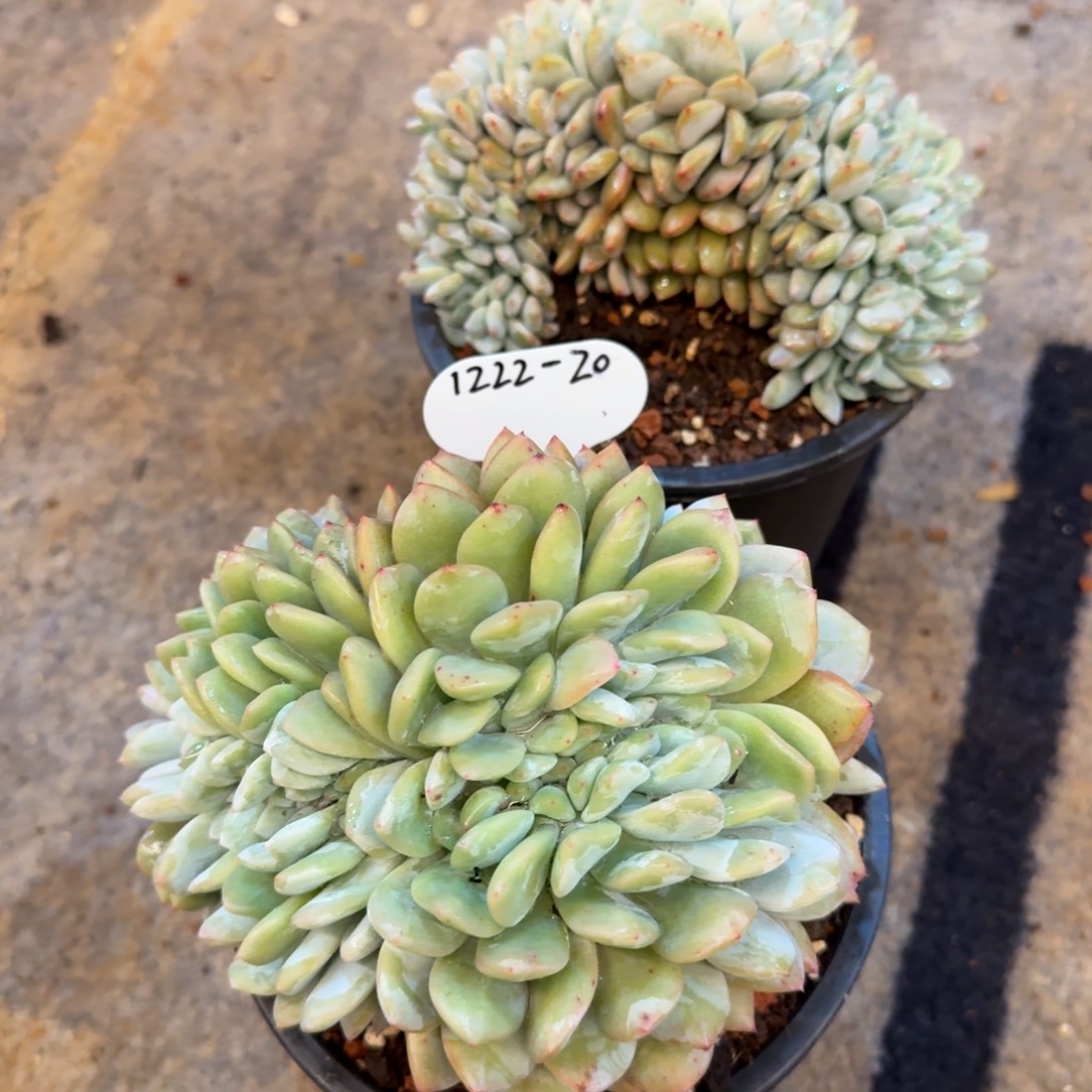 汤****1222-20星影缀化中两颗