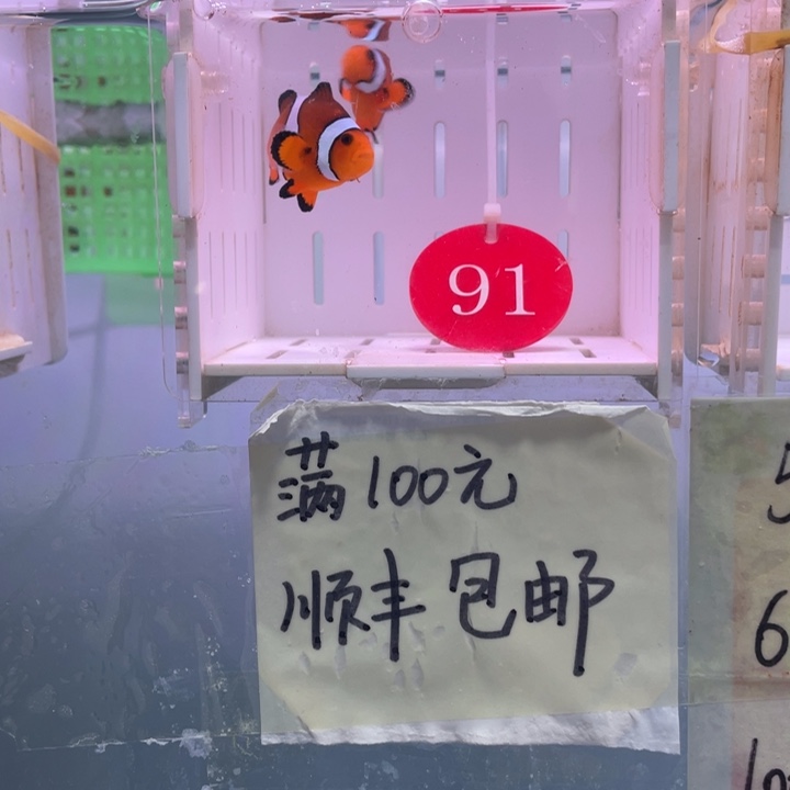 海水鱼精品黑边一对4-5