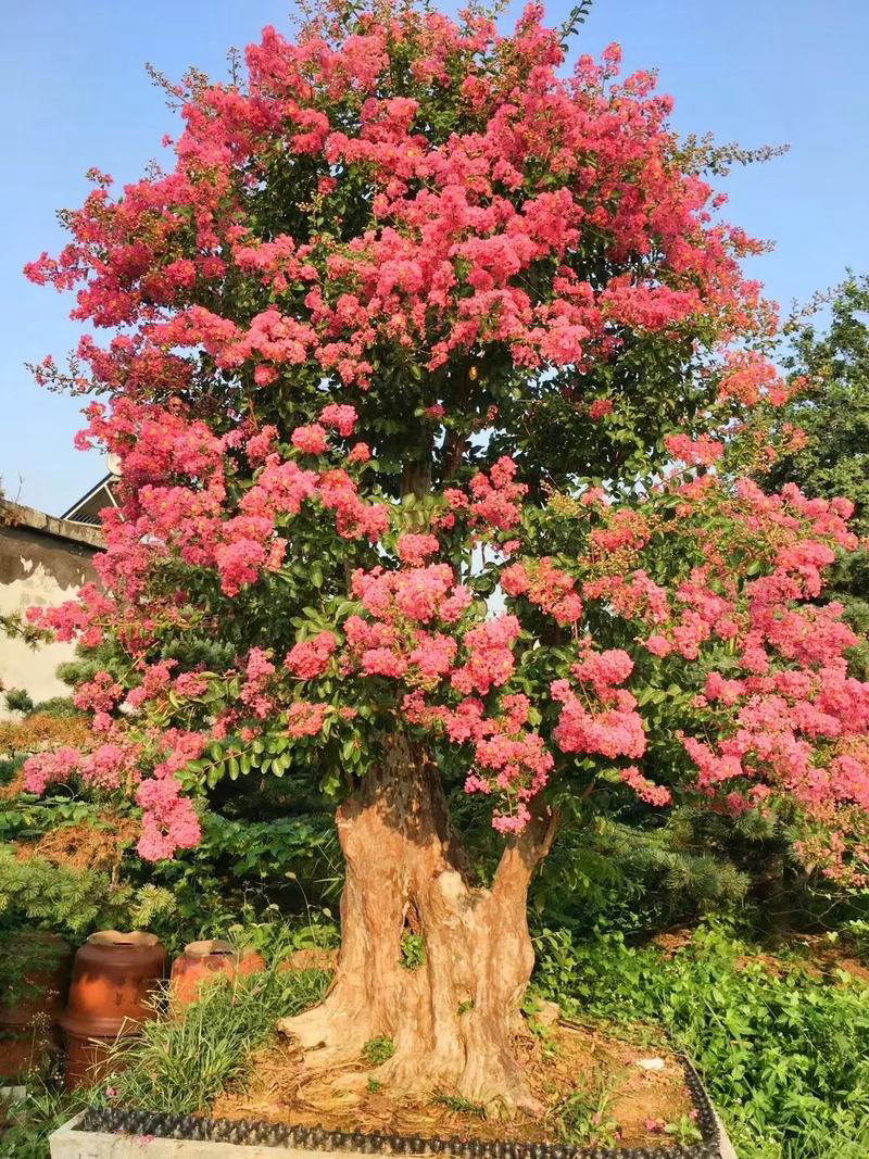 山采红花老桩紫薇