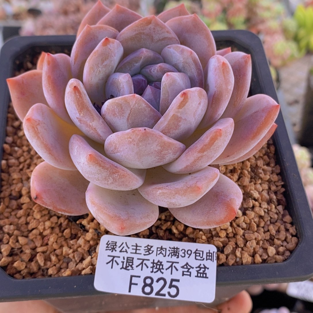 橙子7cm825多肉植物
