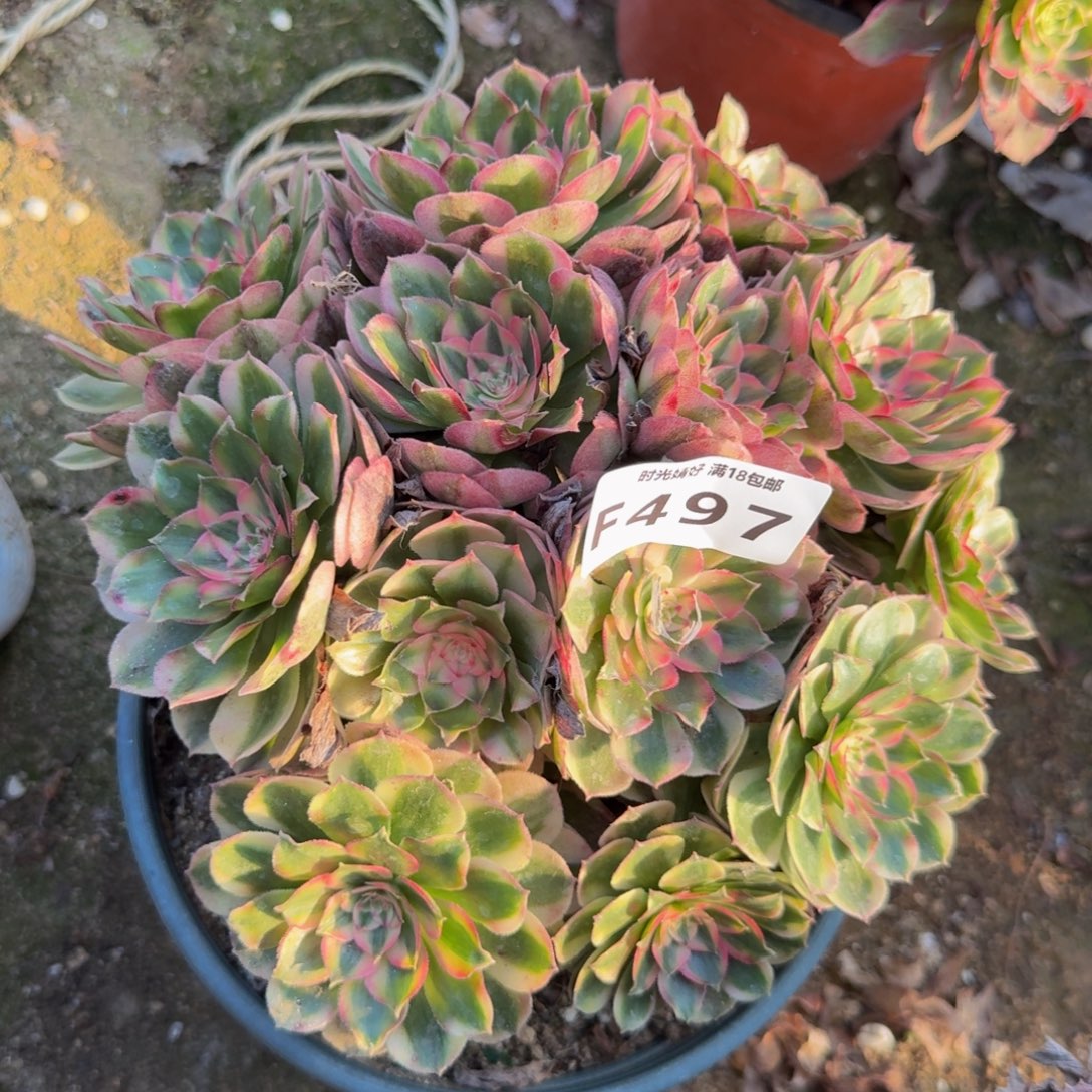 497瑶光。多肉植物