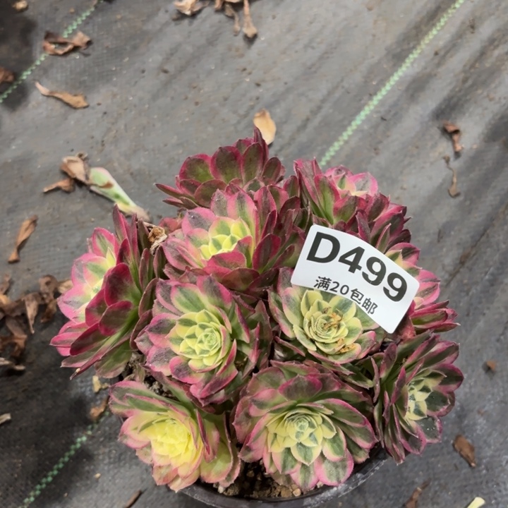 瑞妈一物一拍499