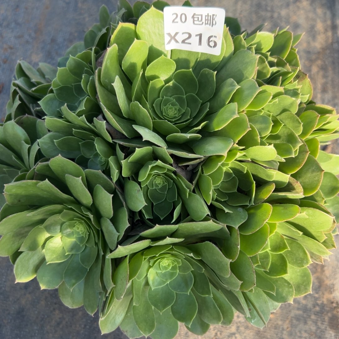 216圣罗兰，满20包邮嘟叮熊