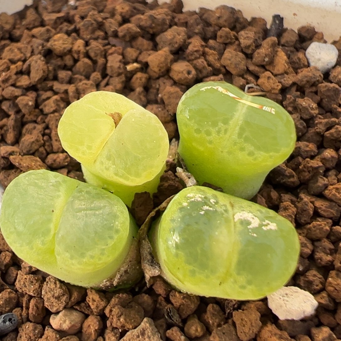 28多肉植物百科植物