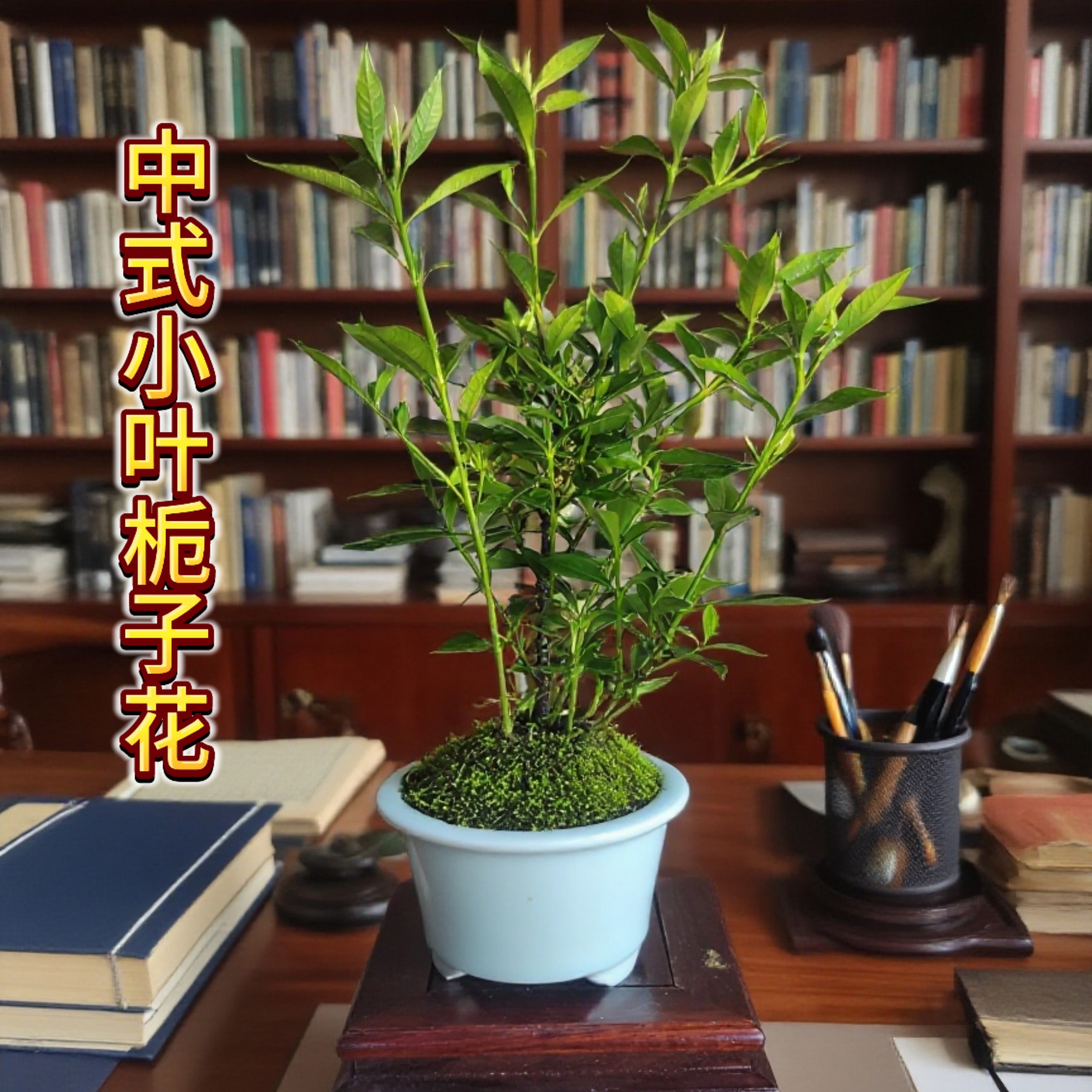 小叶栀子花贵货品种浓香耐热室内外绿植花卉九里香