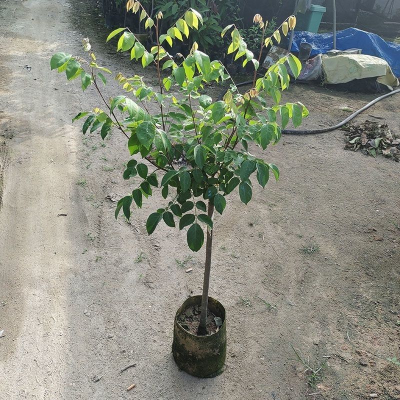 四季甜杨桃嫁接苗带土发货可盆栽地栽庭院种植