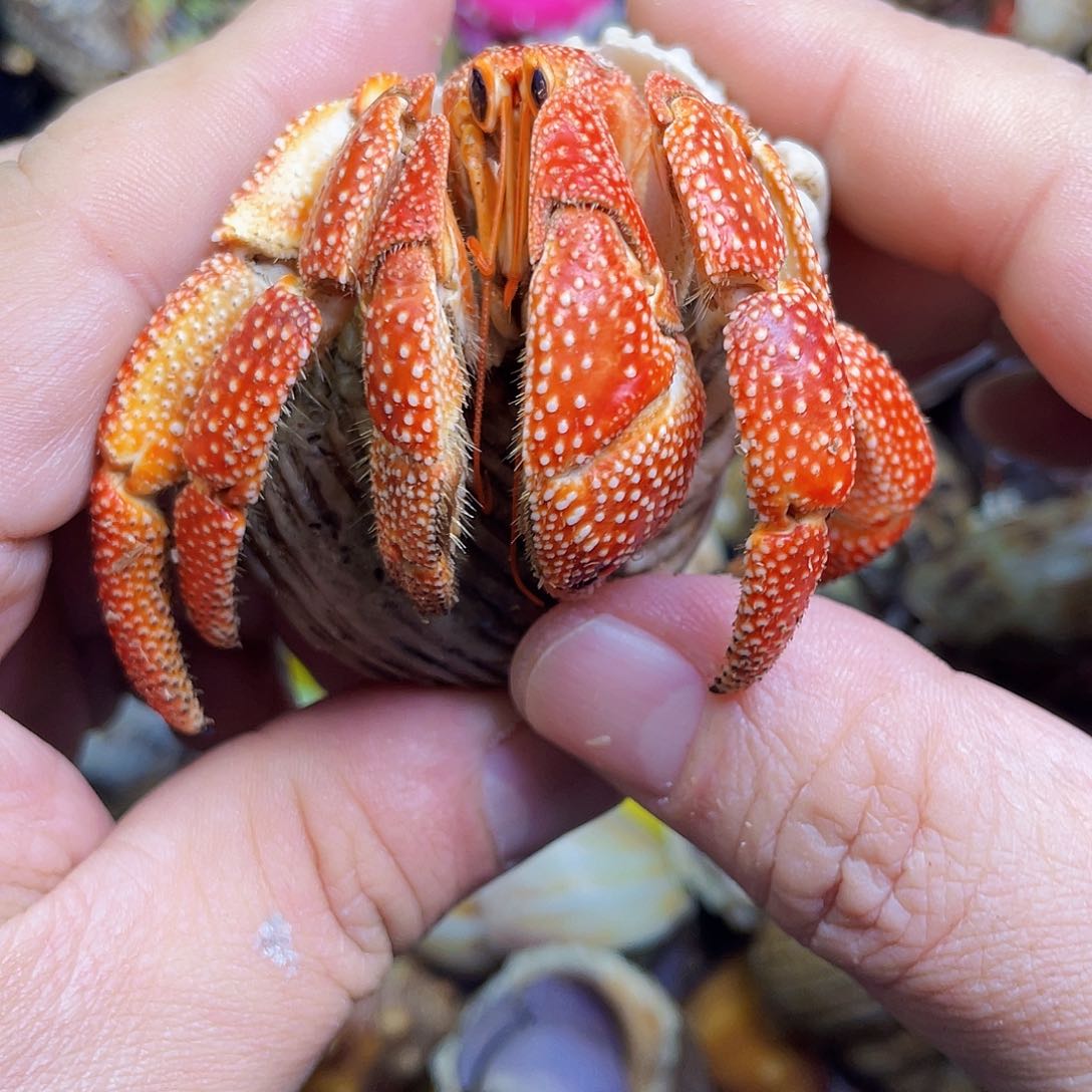 毛球橘色4口981号