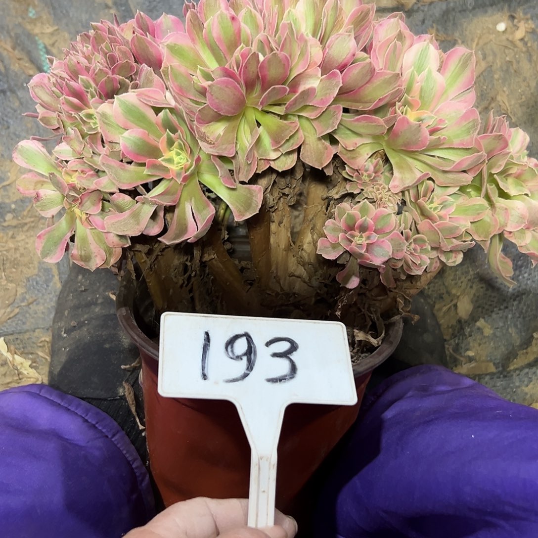 多肉植物粉女巫缀花193