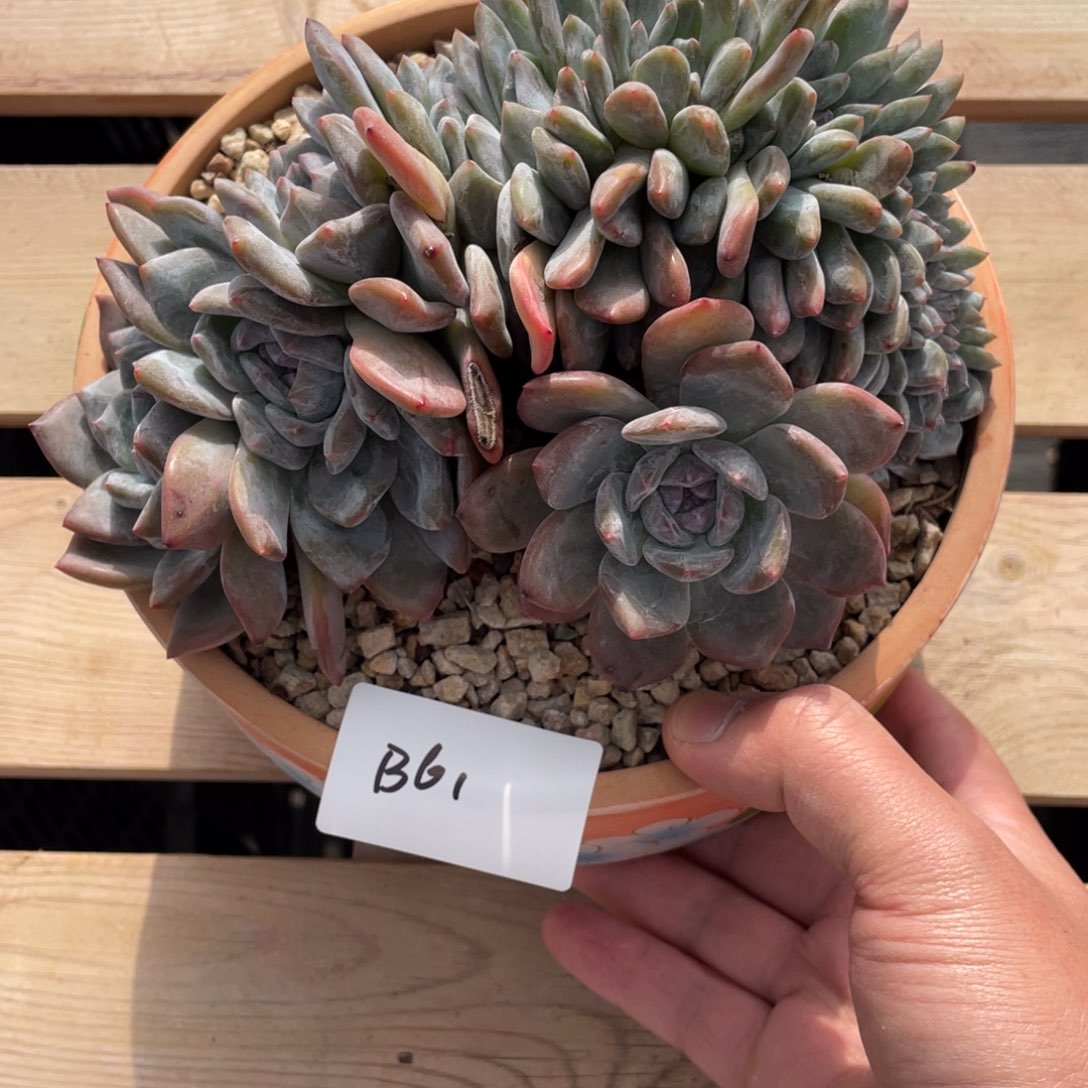 B061静好多肉园艺