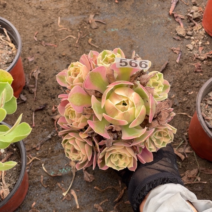 不包邮12厘米左右粉女巫566