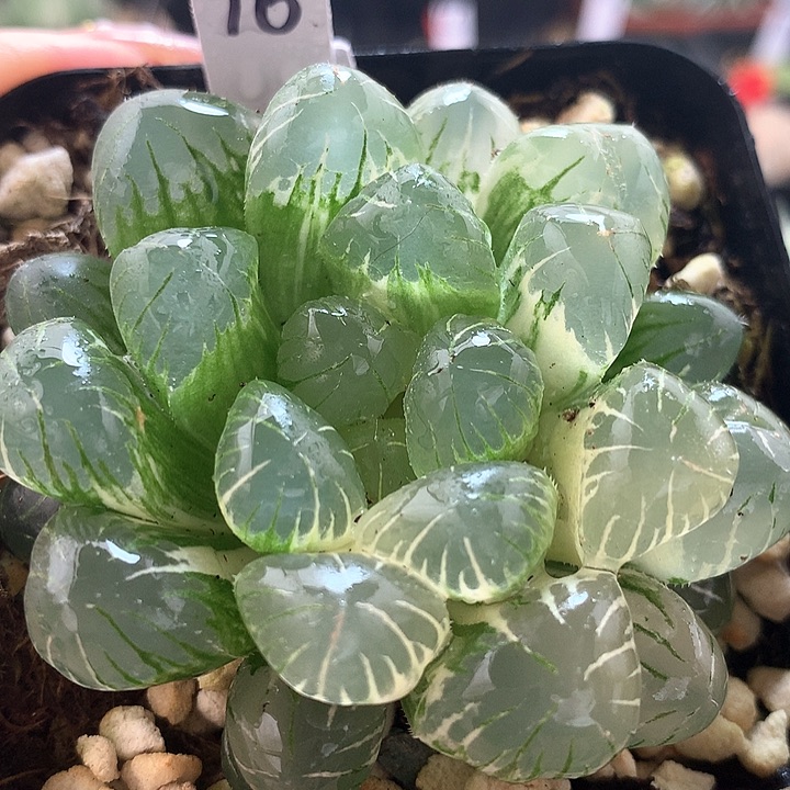 巴**雨16号雨露锦直播拍