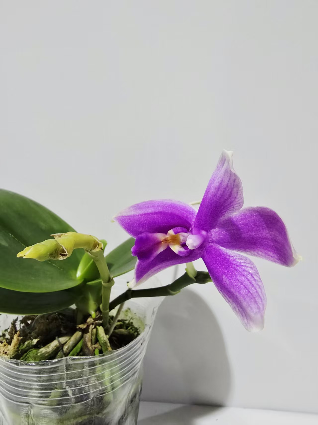 塔塔开【爆香！香奈儿】2.8寸加高杯蝴蝶兰带花带花苞开花株发货