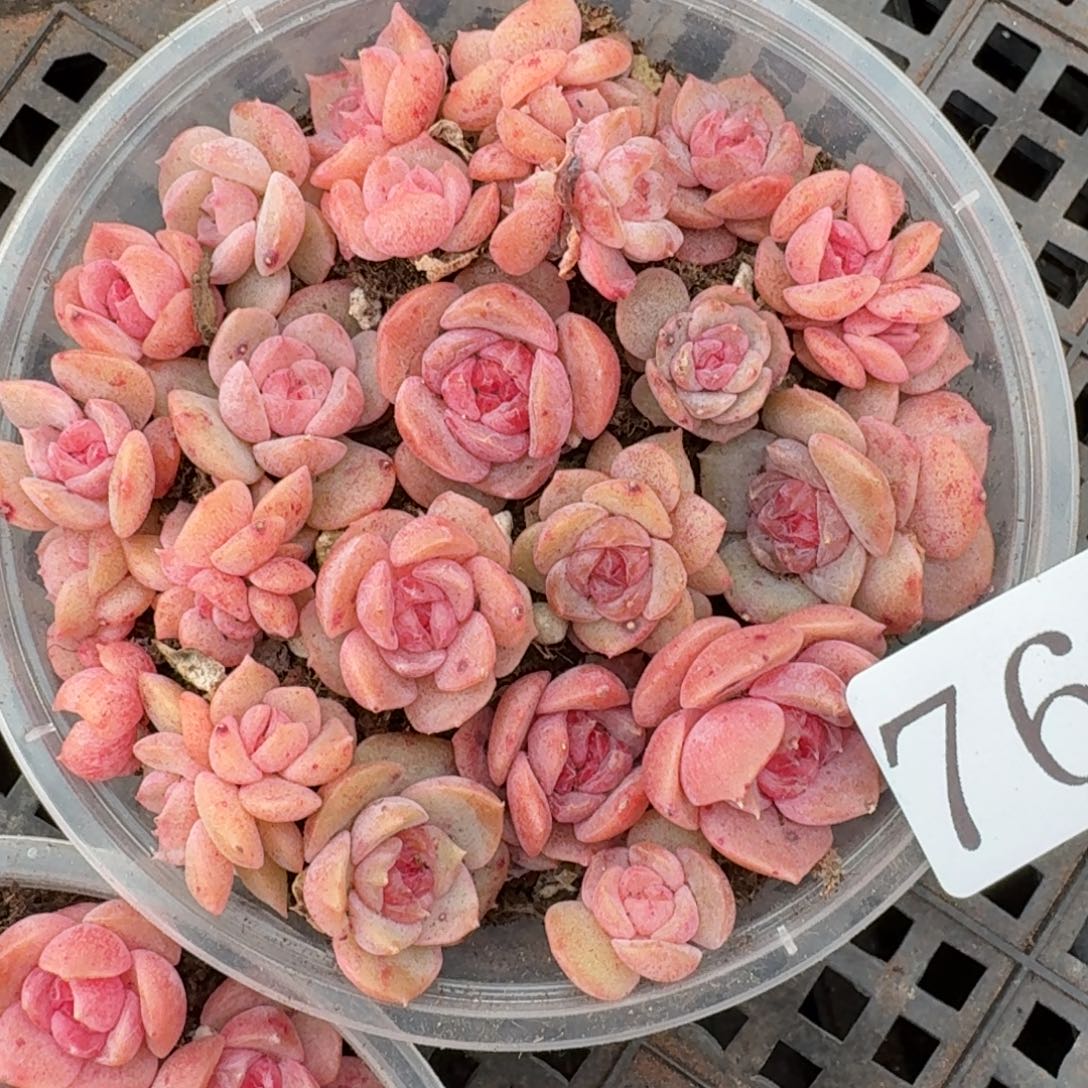 多肉植物多肉植物769