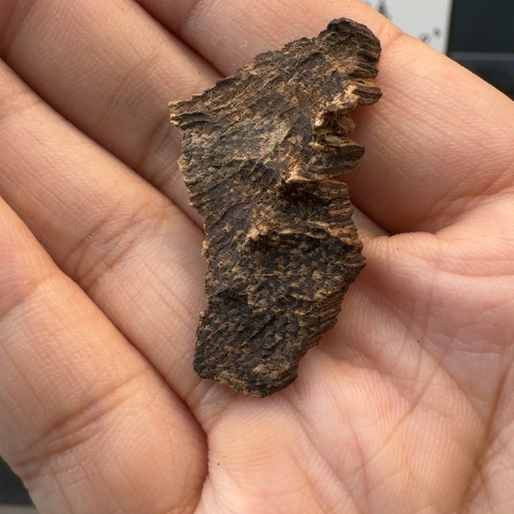 圆***融海南黎母山沉水1.5克