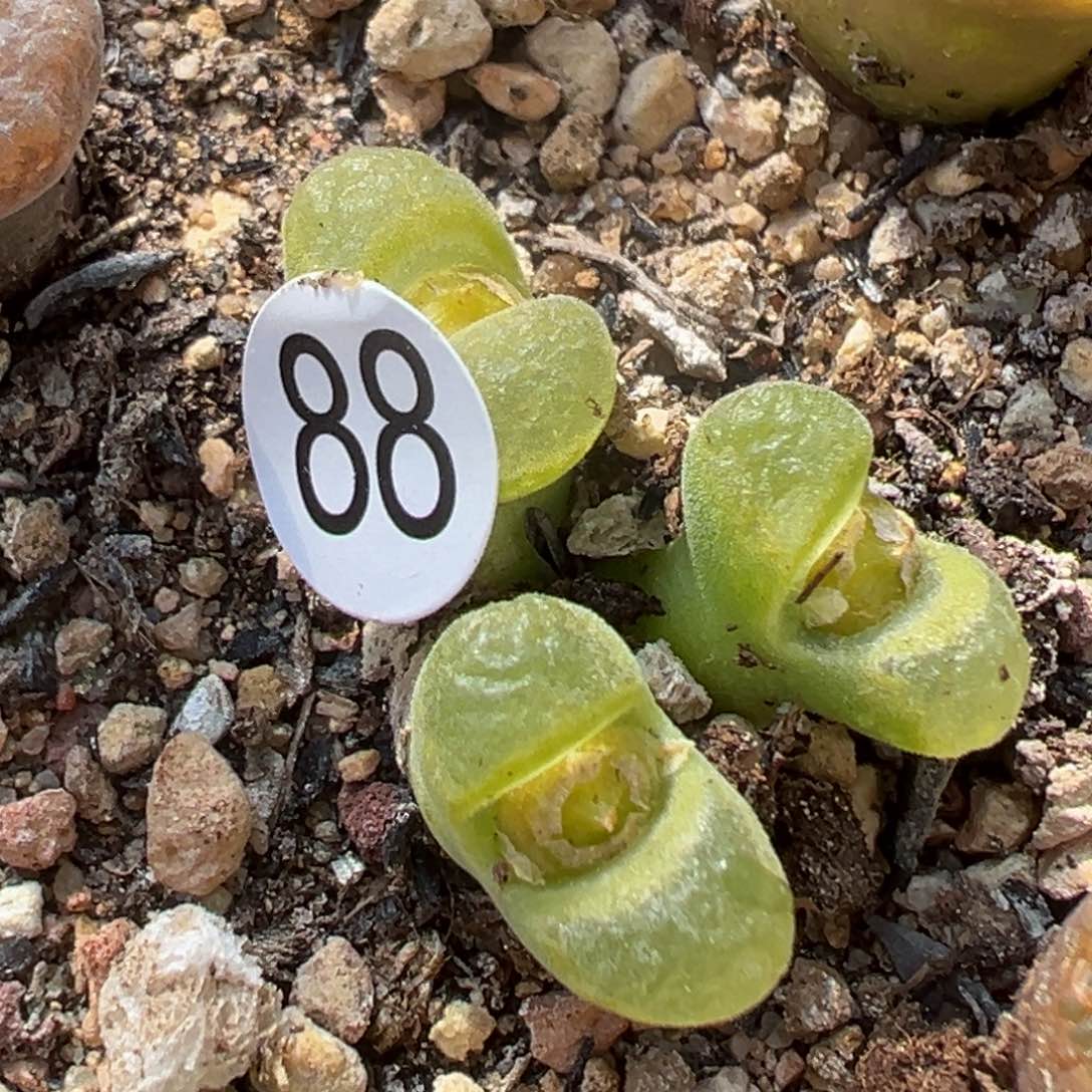 多肉植物111111111111111