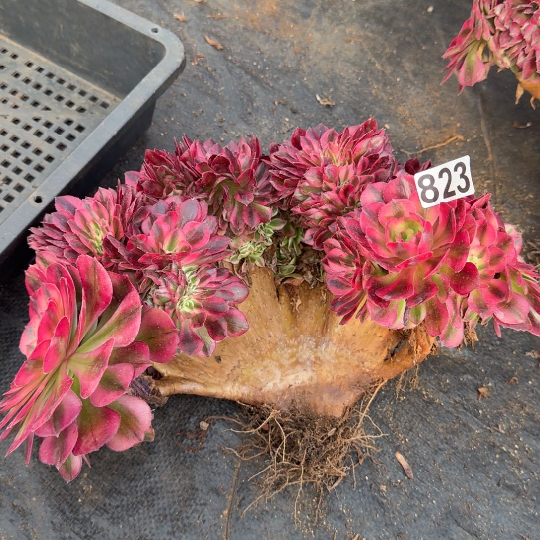 秀***兜823多肉植物倾城缀