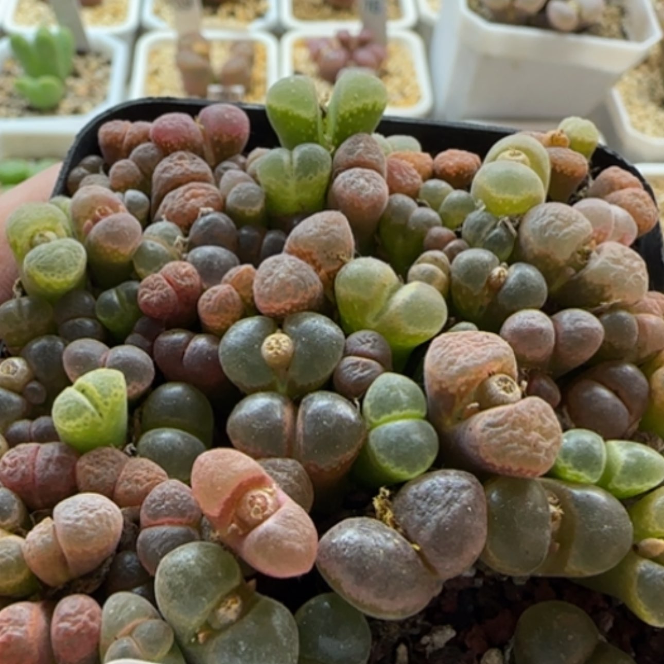 【闪购商品】0234风铃福利当天28包邮非偏远