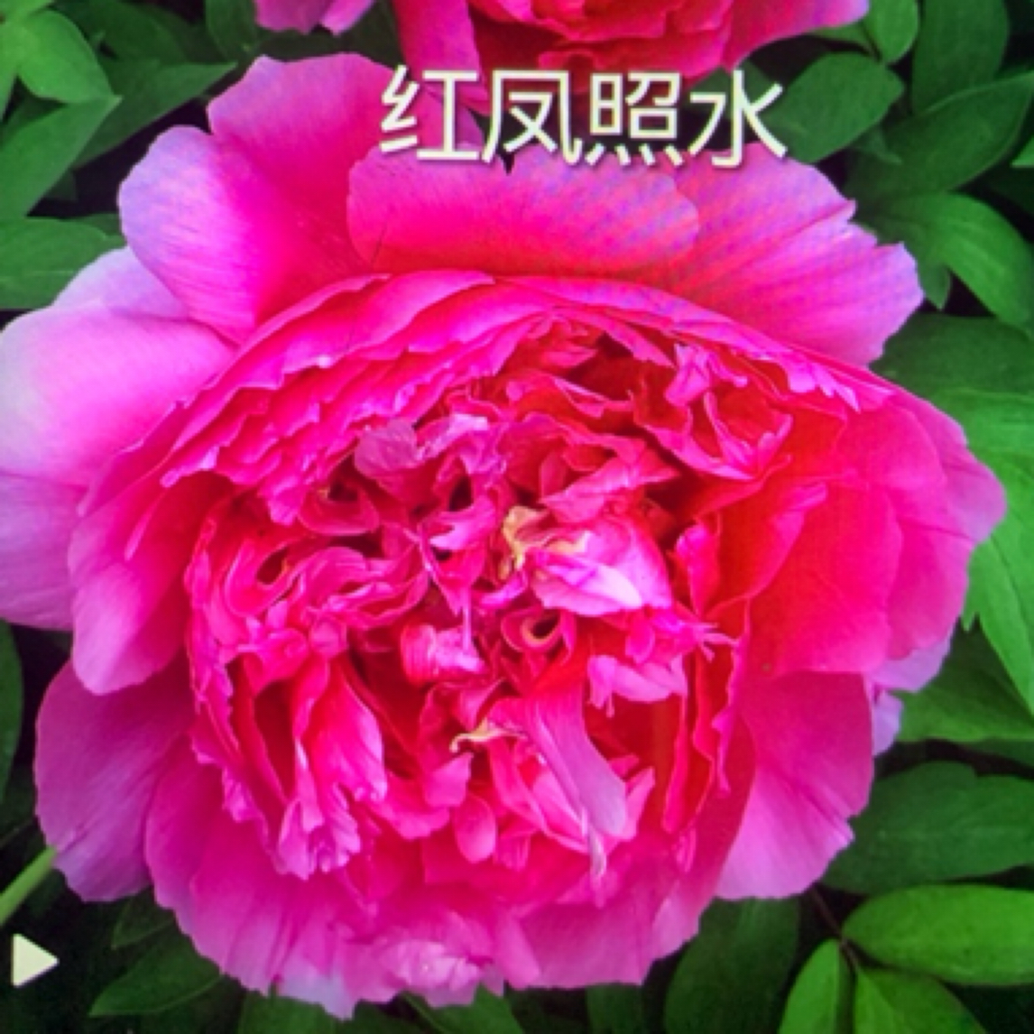 红凤照水红色牡丹大花重瓣观赏大苗树苗庭院盆栽菏泽基地直发