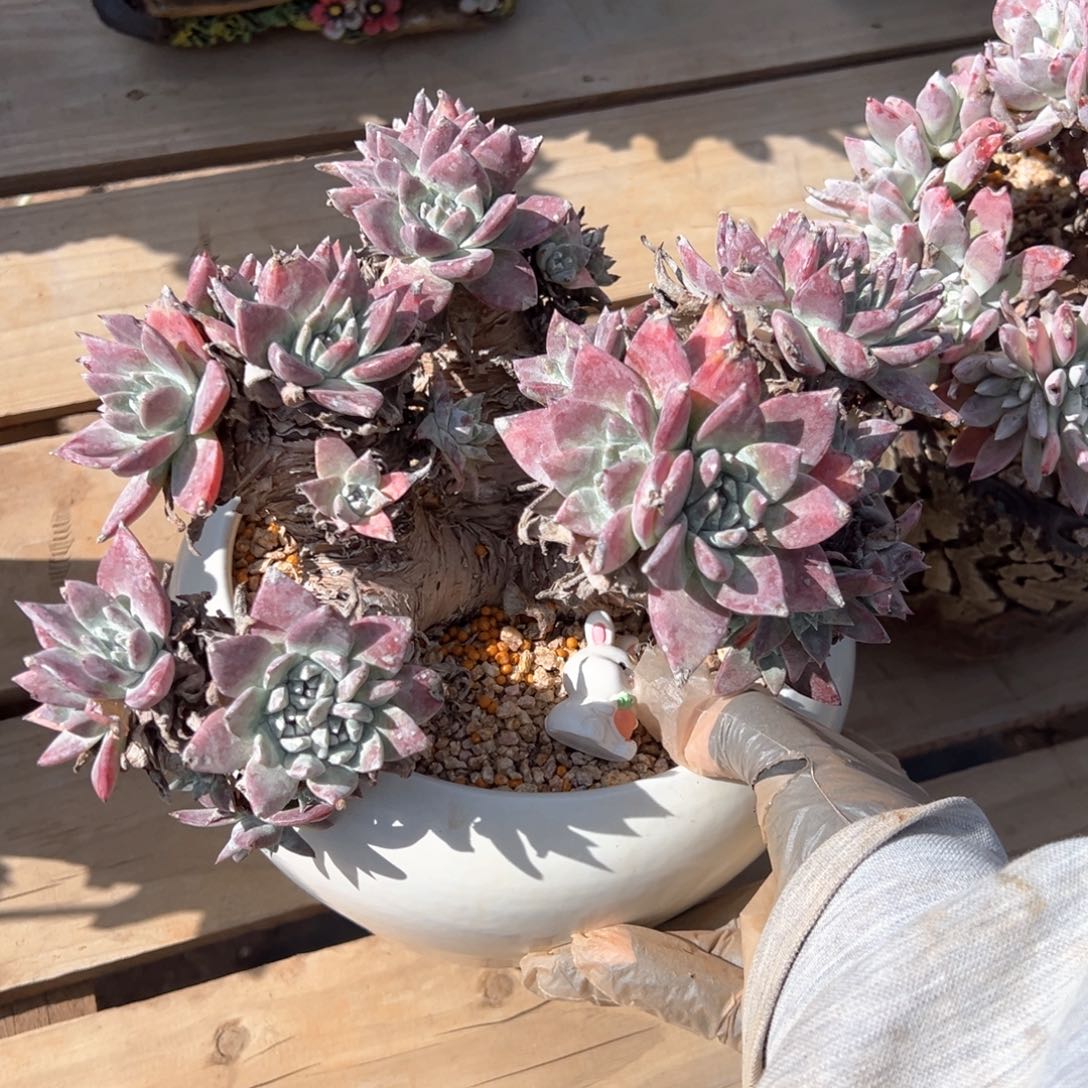 白法哈哈哈哈哈哈哈