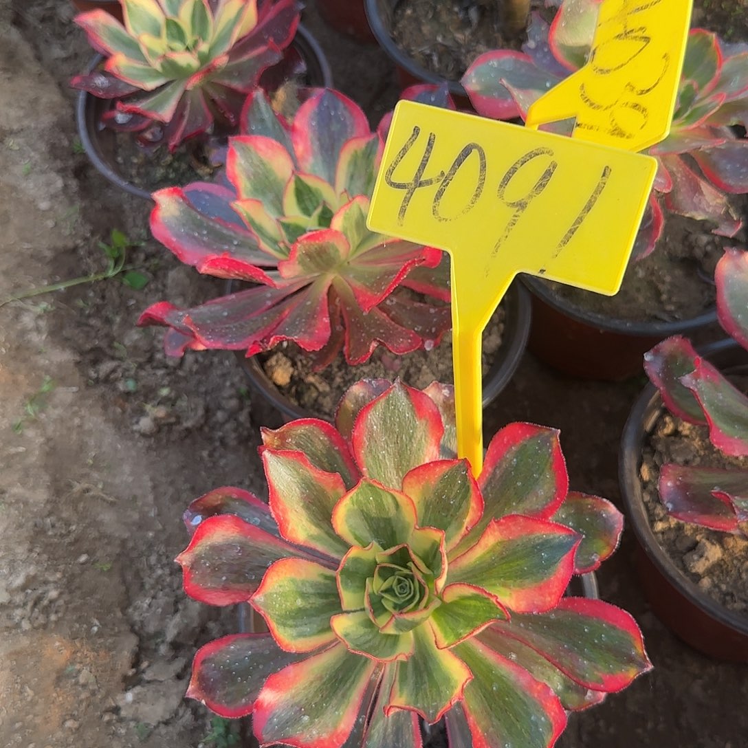 4091---多头多肉植物