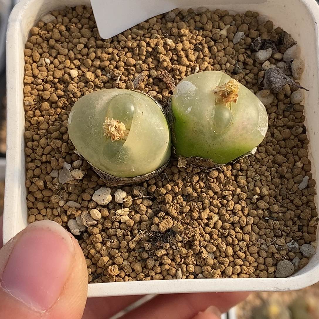 1295-白窗毛二退。    