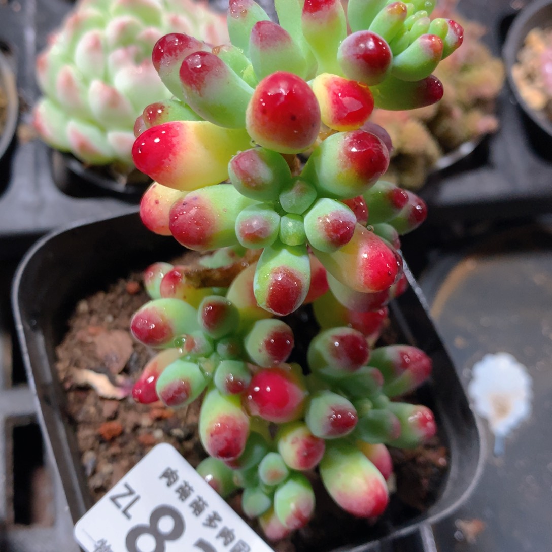 5CM拇指盆精控多肉ZL837