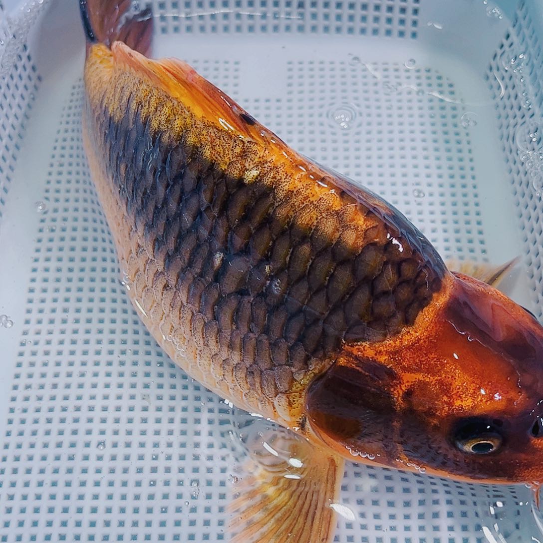 锦鲤锦鲤冷水观赏鱼148