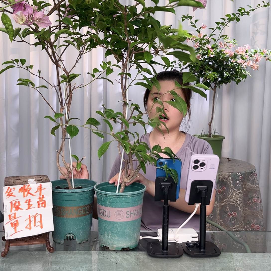 当前无花栽培后可以开花塞佛理带竹一颗