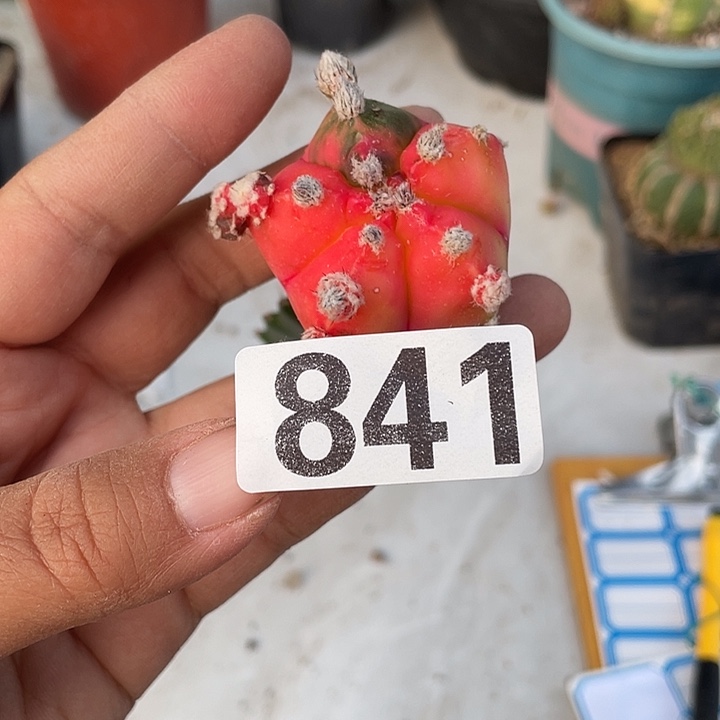 三角嫁接841号鸾凤御景