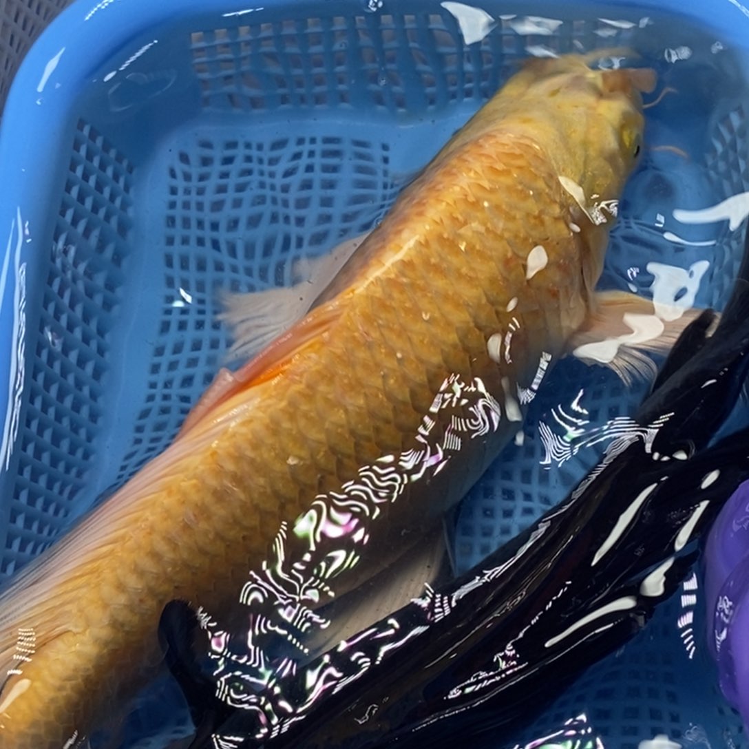 锦鲤冷水锦鲤包邮