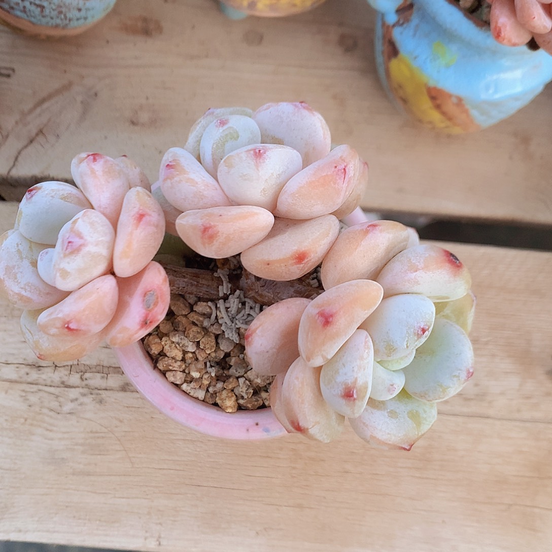 星辰脱土发货三头冷香