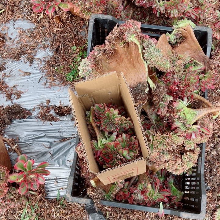 砍头苗醉话5个头多肉法师