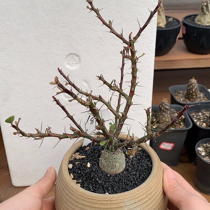 180簇生福桂哈哈哈哈哈哈哈3公分