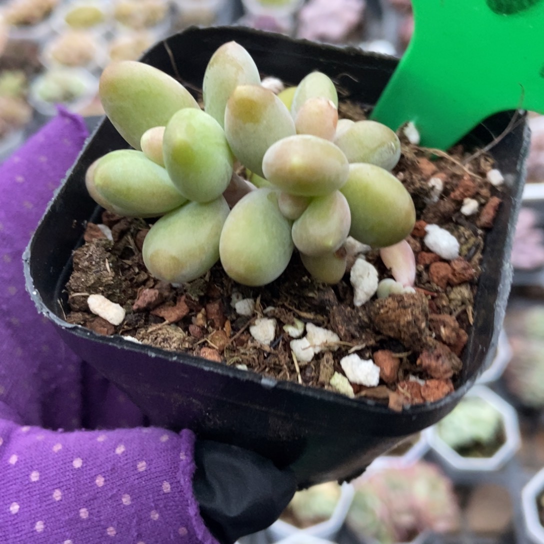 1661芒果奶多肉植物